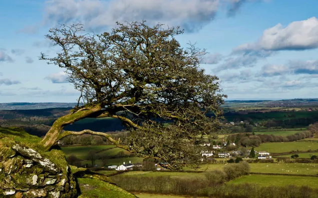 Hình nền Cây nghiêng vách đá HD
