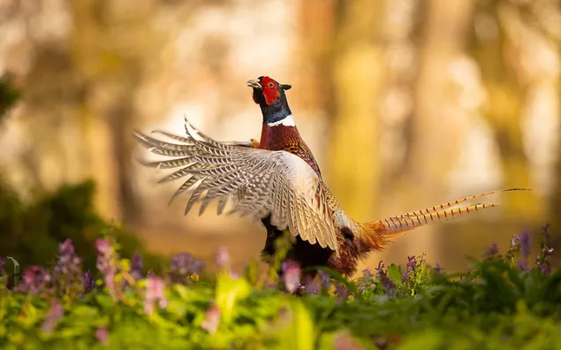 The colorful feathered pheasant bird among the plants taken in front of the blurry forest plan