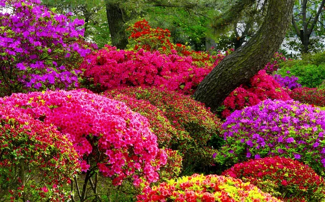 Die Blumen sind im Frühling schön 2K Hintergrundbild