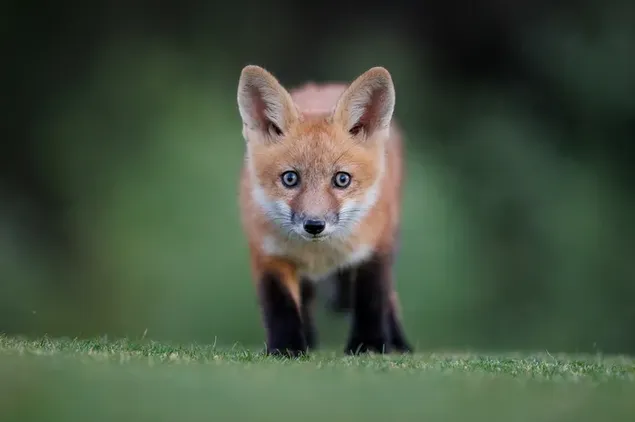 Der Blick des süßen Fuchses vor dem verschwommenen Naturhintergrund