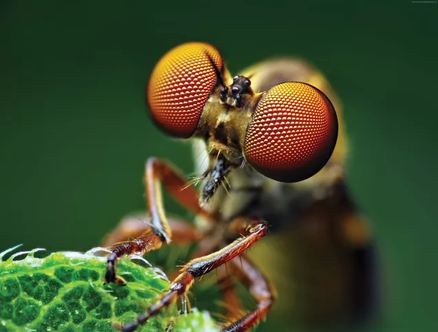The gigantic eyes of the small insect photographed with the macro photography technique among the magical colors of nature
