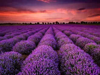 Imej Lavender 2K kertas dinding