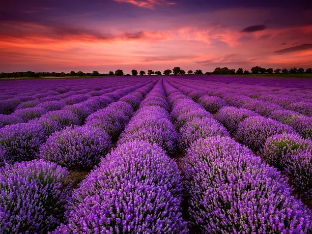 Het beeld van lavendel download