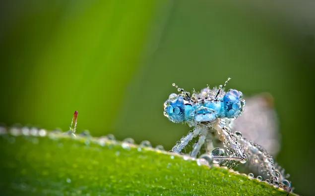 Het insect met dauw op een groen blad onder de regendruppels is gefotografeerd met de macro-opnametechniek. 2K achtergrond