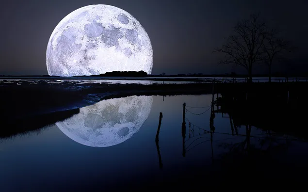 De lichten van de volle maan weerspiegeld in het water van het meer en silhouetten van planten in het pikkedonker van de nacht download