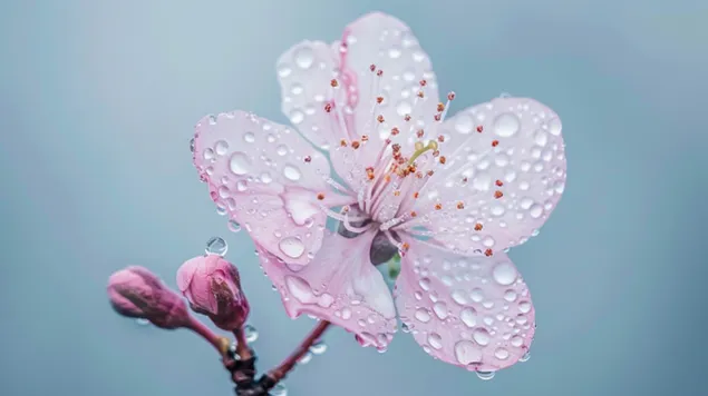 A cseresznyevirágok fenséges szépsége a tavasz beköszöntét jelzi 8K háttérkép
