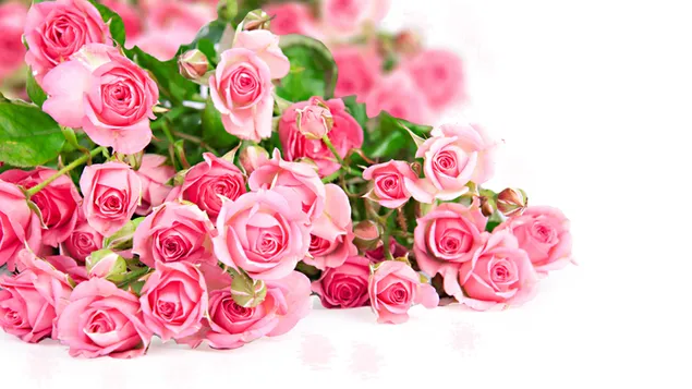 Arti mawar merah muda berbeda unduhan