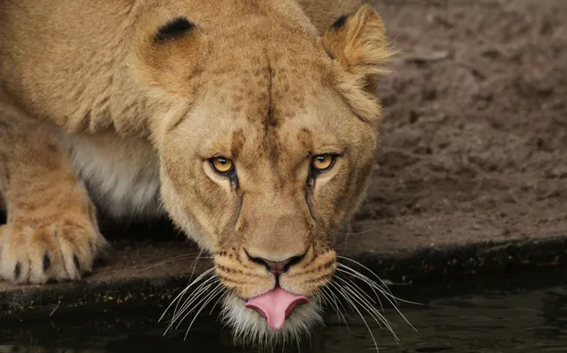 De nobele dierenleeuw, bijgenaamd de koning van de jungle, bereidt zich voor om water te drinken download