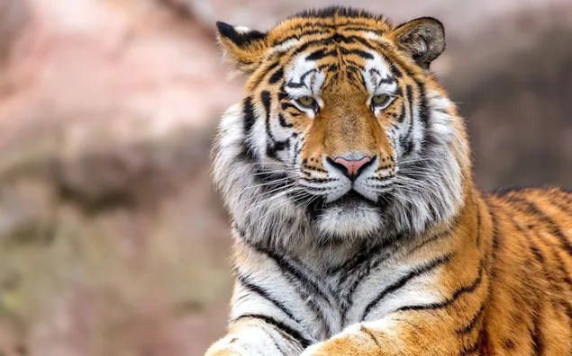 Der edle Blick des Tigers herunterladen