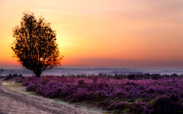 El único árbol en el jardín de lavanda al atardecer HD fondo de pantalla