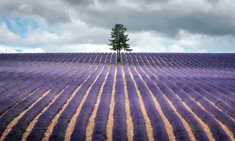 Satu-satunya Pokok di Taman Lavender HD kertas dinding
