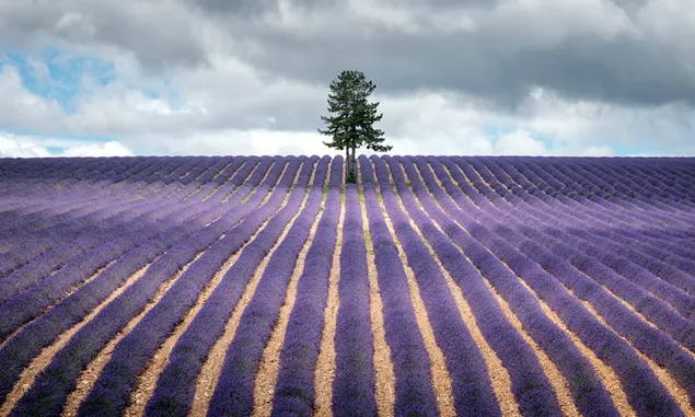 Der einzige Baum im Lavendelgarten HD Hintergrundbild