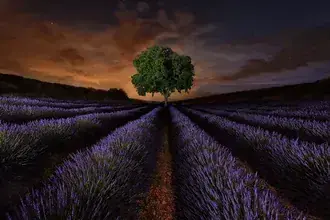 Satu-satunya Pokok di Tengah Taman Lavender 2K kertas dinding