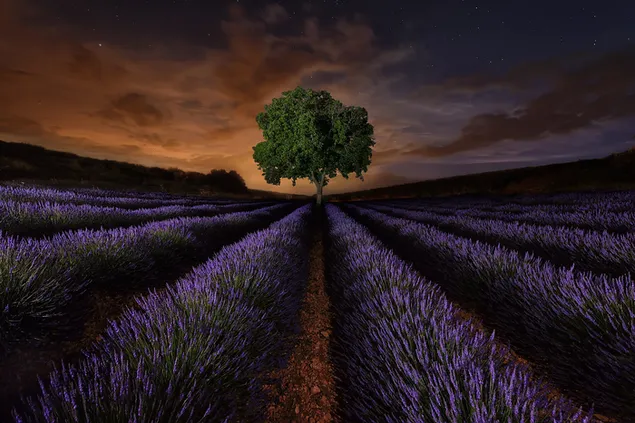 Edino drevo sredi vrta sivke 2K ozadje