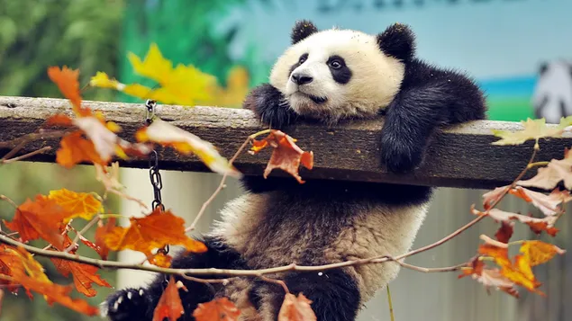The panda who loves to play among the dried leaves