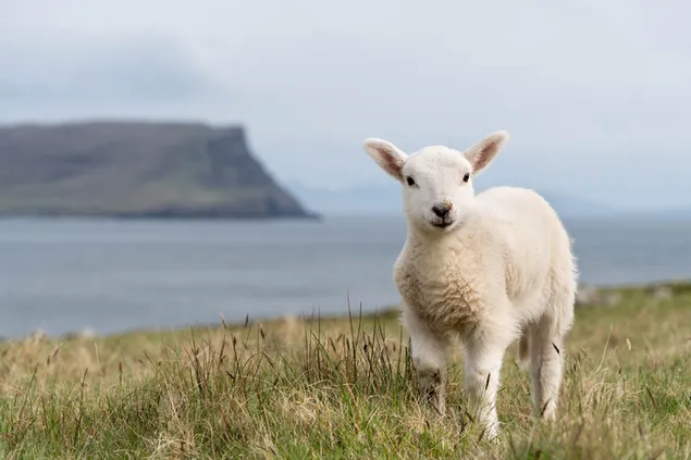 Pose domba putih yang lucu di atas rumput dan pemandangan laut dan batu di latar belakang unduhan
