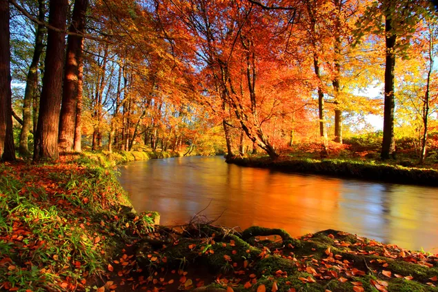El río fluye en el bosque de otoño. 2K fondo de pantalla