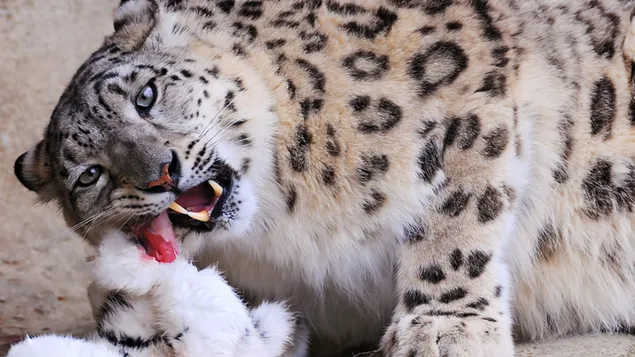 ユキヒョウ 2K 壁紙