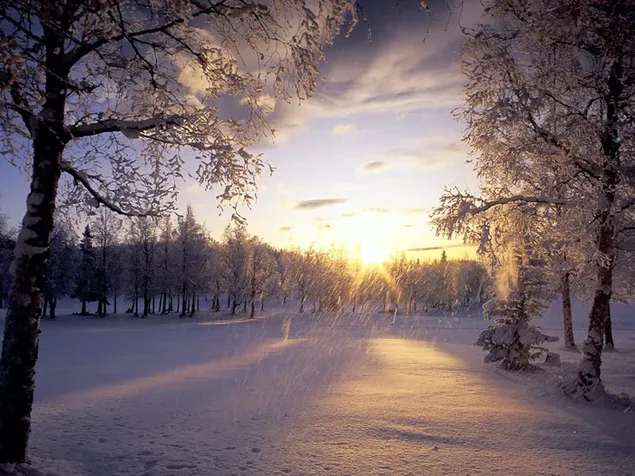 El sol se pone en el bosque con árboles nevados.