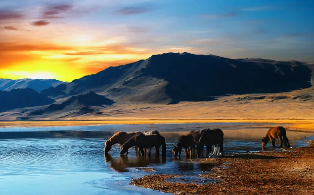 De zonsondergang achter de bergen en de menigte paarden die water drinken download