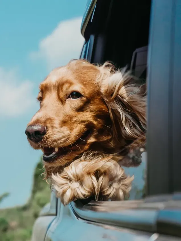 El dulce estado del lindo perro mirando afuera en el auto camon en el viaje 2K fondo de pantalla