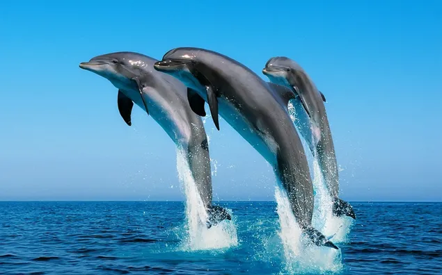 Keindahan lumba-lumba yang sinkron dengan cepat unduhan