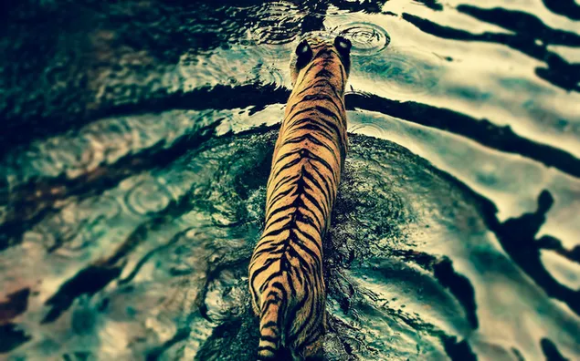 Harimau dengan bulunya yang bermotif, salah satu hewan paling indah di alam liar yang bergerak di dalam air 2K wallpaper