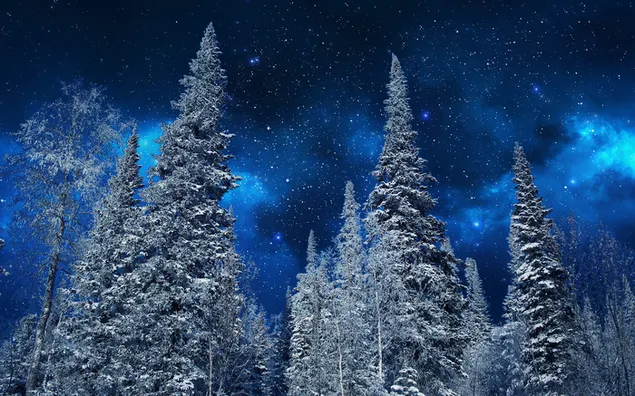 星空を背景にモミのてっぺん