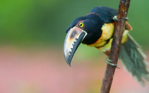 Der Toucan-Jagdmodus 2K Hintergrundbild