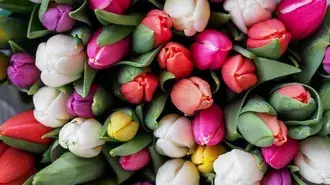 La Tulipe 4K fond d'écran