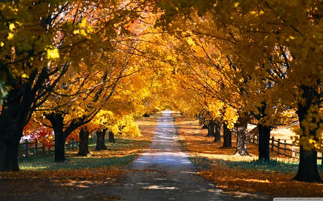 The tunnel-like road formed in the yellowed leaves of the trees in autumn