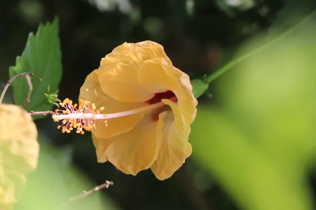 gl zrd grm tbstny dr jlwh sbz brgyry khnyd