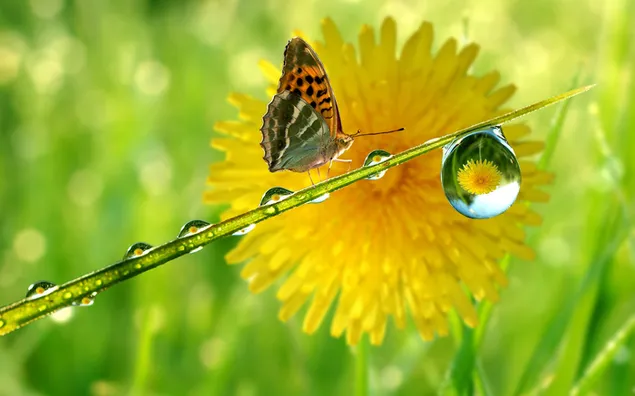 Thirsty butterfly download