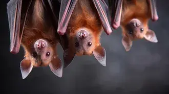 Tiga Kelawar Buah Comel Bergantung Terbalik dengan Pandangan Ingin Tahu 2K kertas dinding