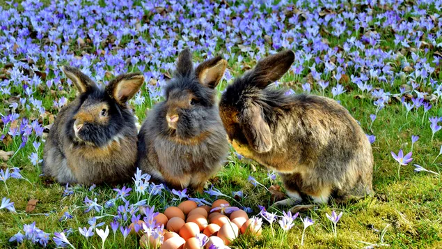 Drie bruine konijnen in een bloemenveld download