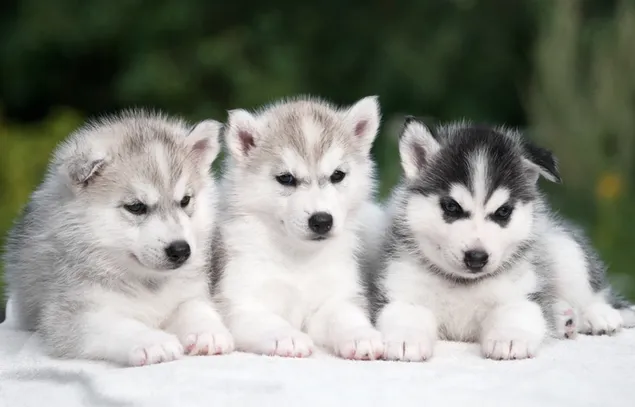 Drie Husky-puppy's 2K achtergrond