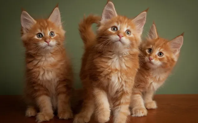 Tiga kucing kucing oranye