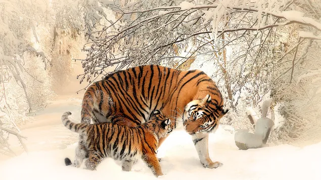 Tiger und Cub im Schnee