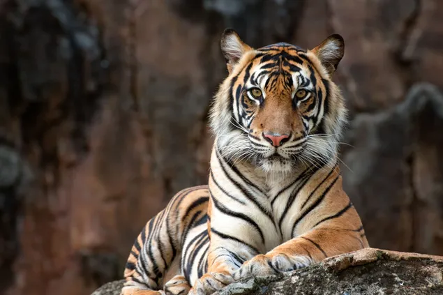 Tiger - big cat
