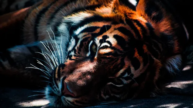 Tigre preparándose para dormir bajo el sol y las sombras 4K fondo de pantalla