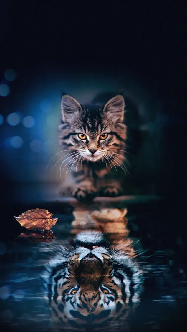Tigerbild einer süßen Katze mit braunen Augen, die sich im Wasser widerspiegeln herunterladen