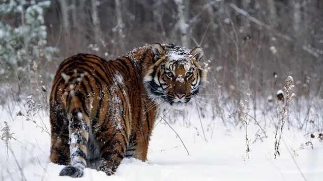Harimau terlihat di salju