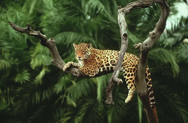 Harimau beristirahat di pohon 4K wallpaper