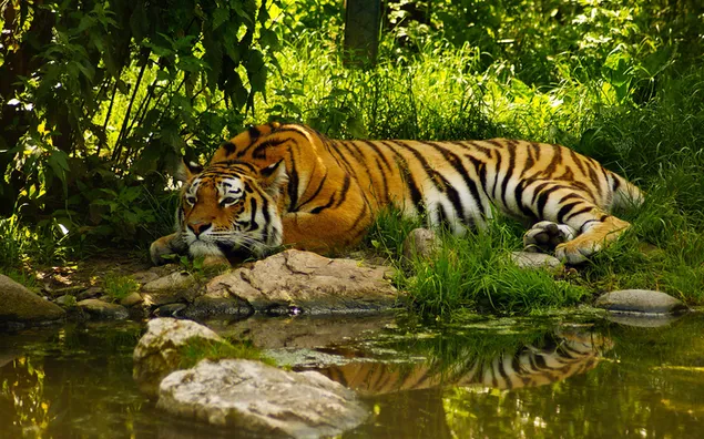 Tiger ruht im Wald