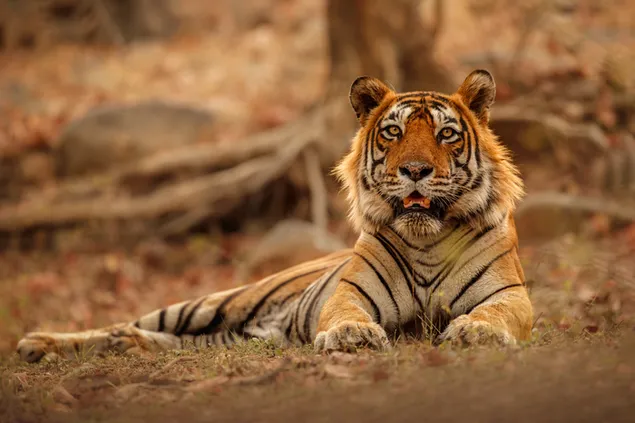 Der Blick des Tigers unter den Herbstblättern 4K Hintergrundbild