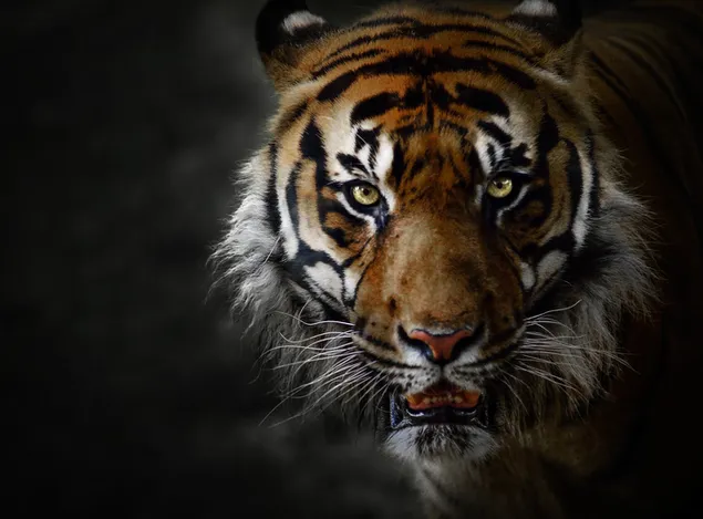 Tiger's predatory gaze download