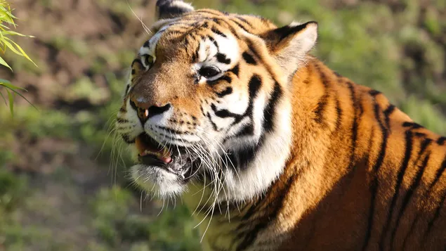 Hình nền Con hổ 4K