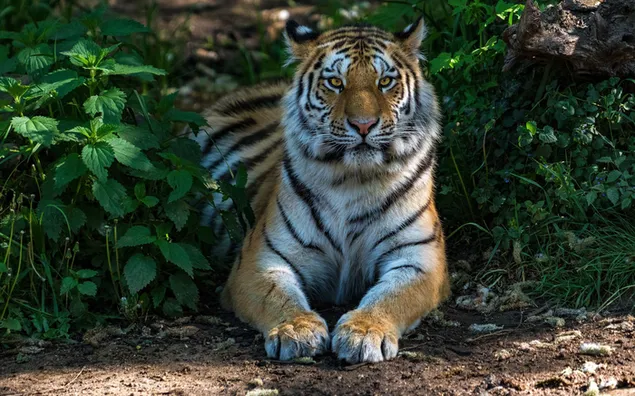 Tigre con su mirada feroz entre las plantas verdes 2K fondo de pantalla