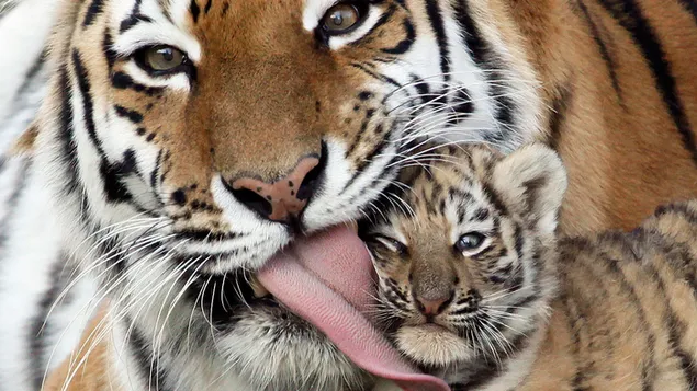 Tigres - mamá y niño HD fondo de pantalla