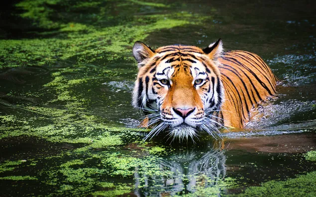 Tigre al acecho en el agua